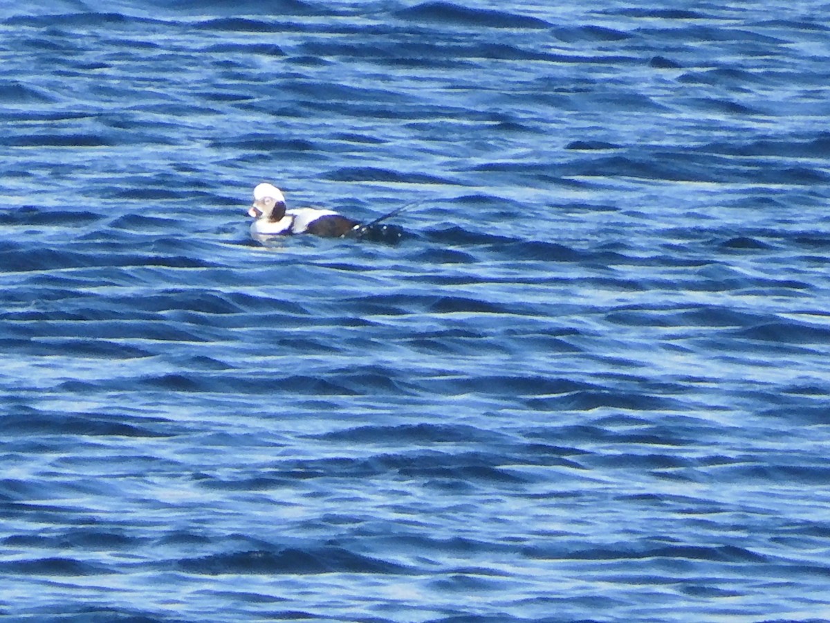 Long-tailed Duck - ML646703609