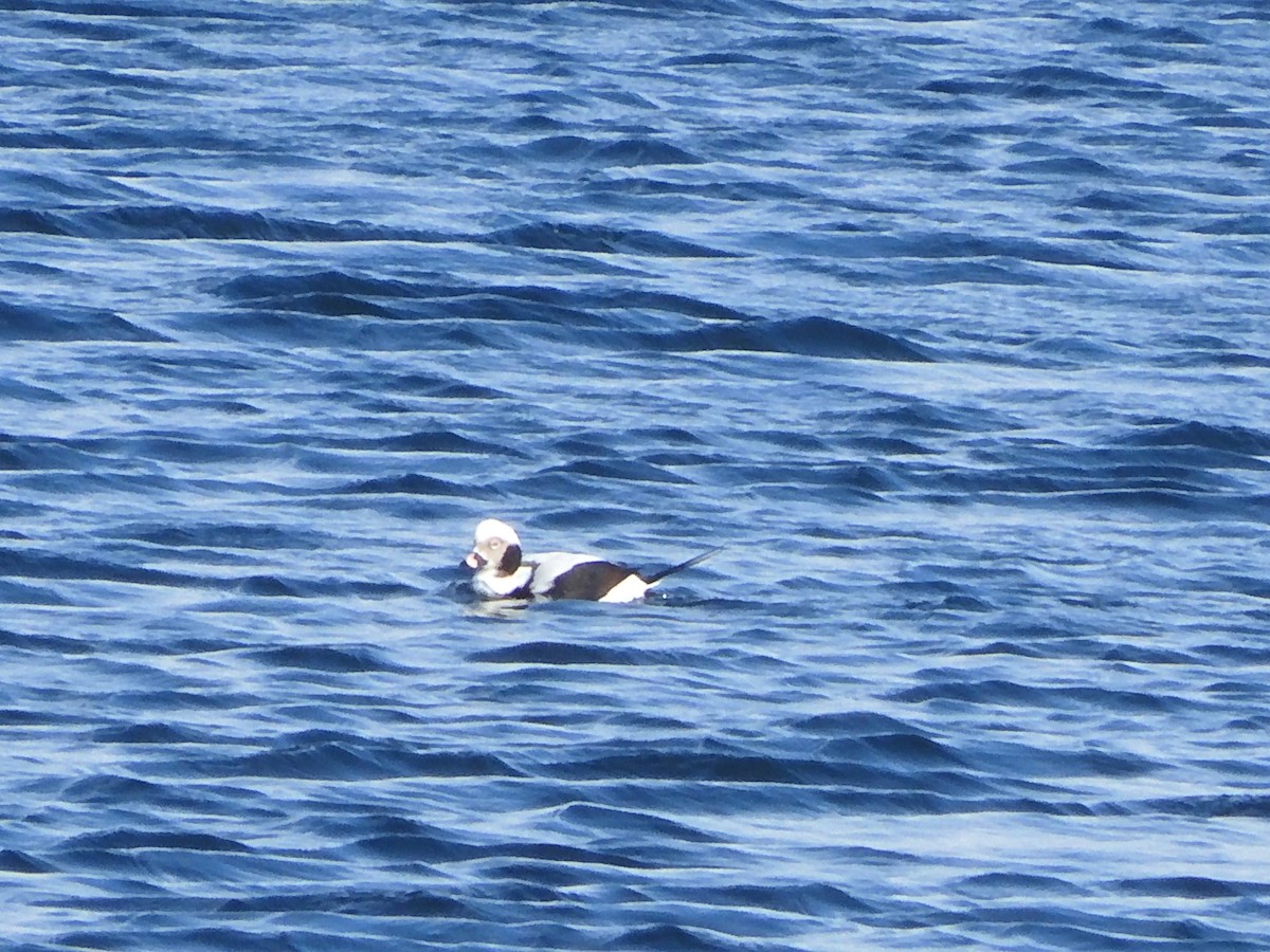 Long-tailed Duck - ML646703610