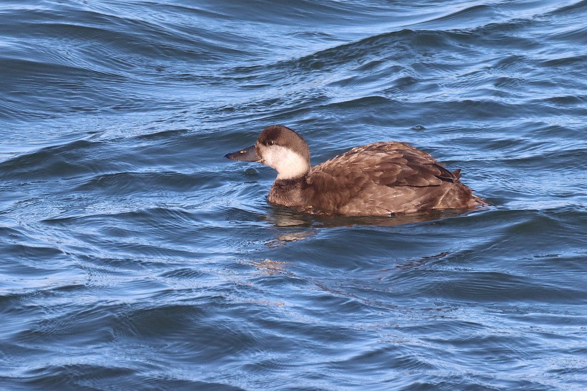 turpan černý - ML646703613