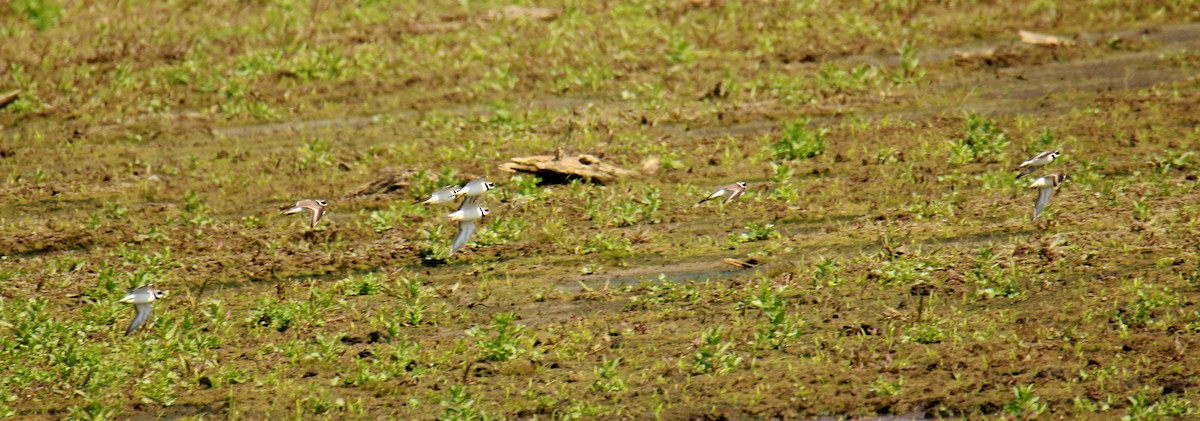 Пісочник великий - ML646703615