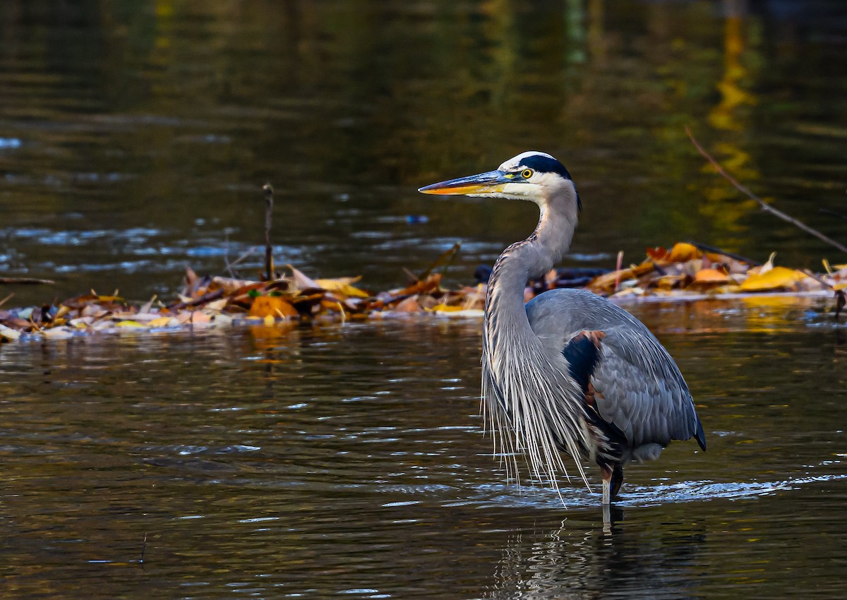 オオアオサギ - ML646703620