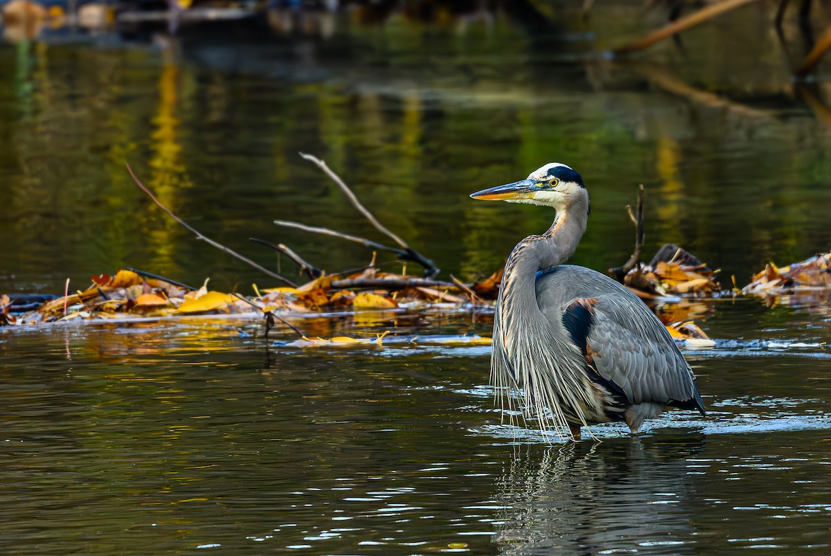 オオアオサギ - ML646703621