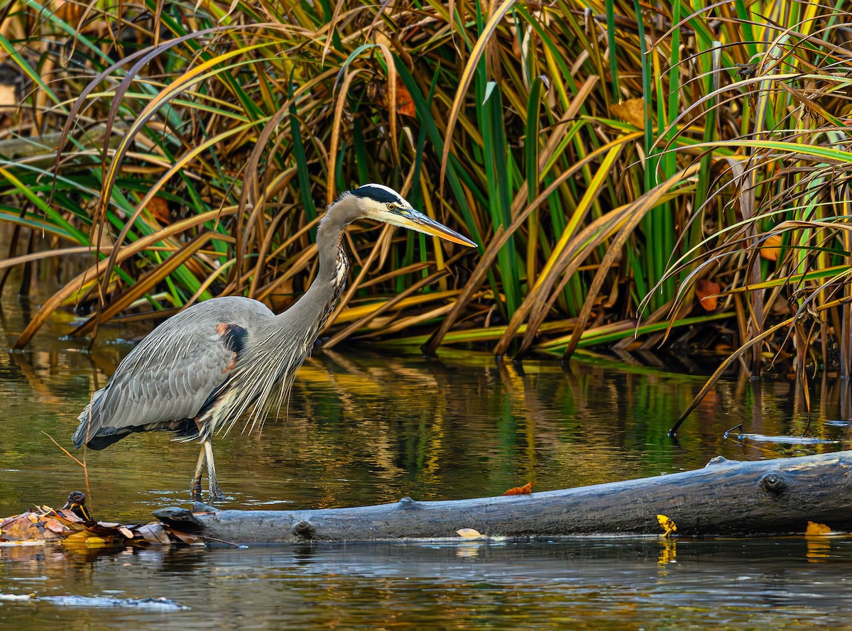 オオアオサギ - ML646703622