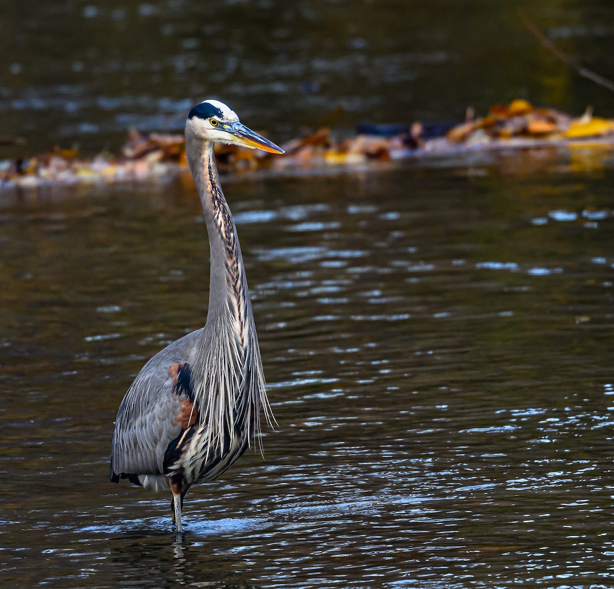 オオアオサギ - ML646703623