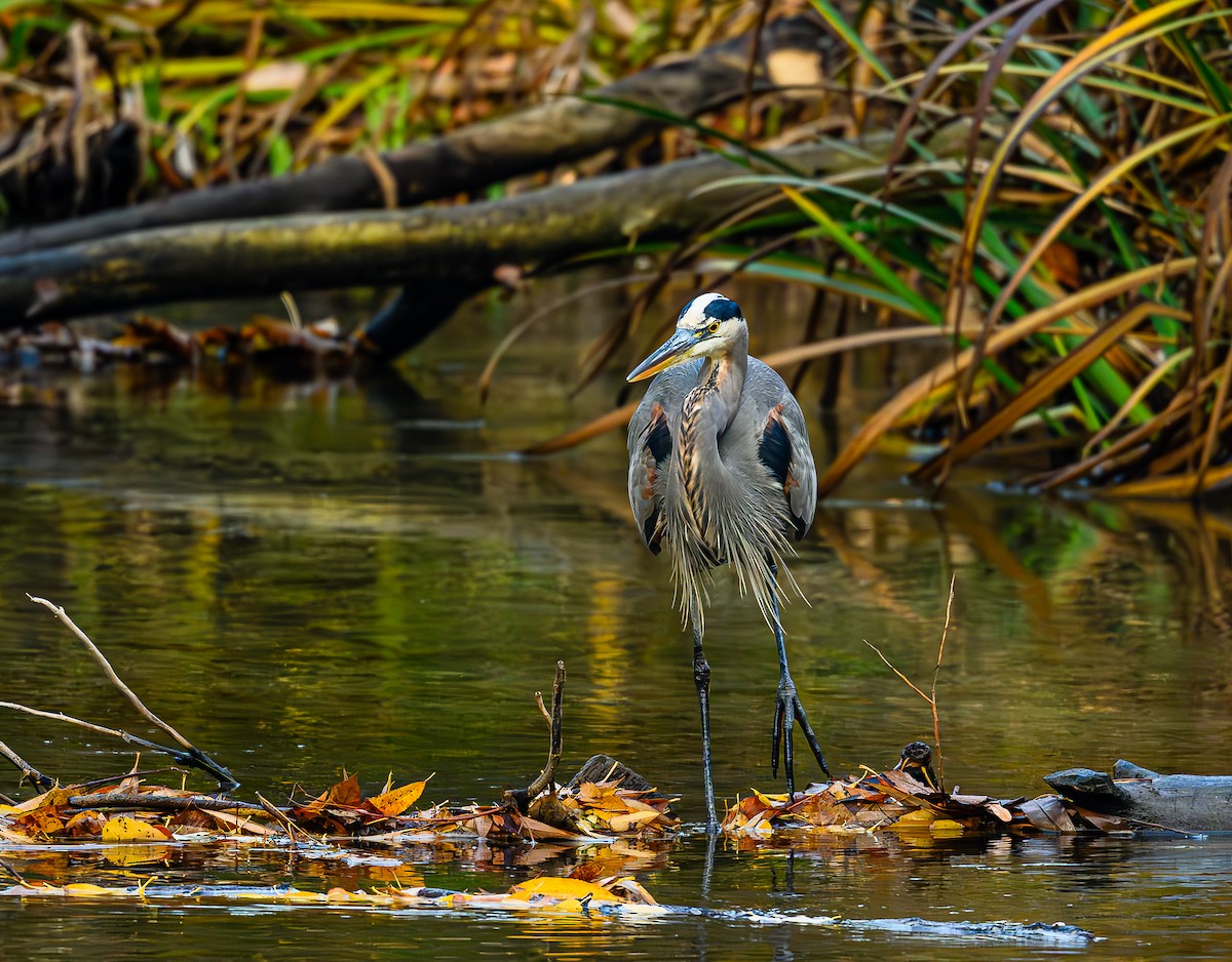オオアオサギ - ML646703624