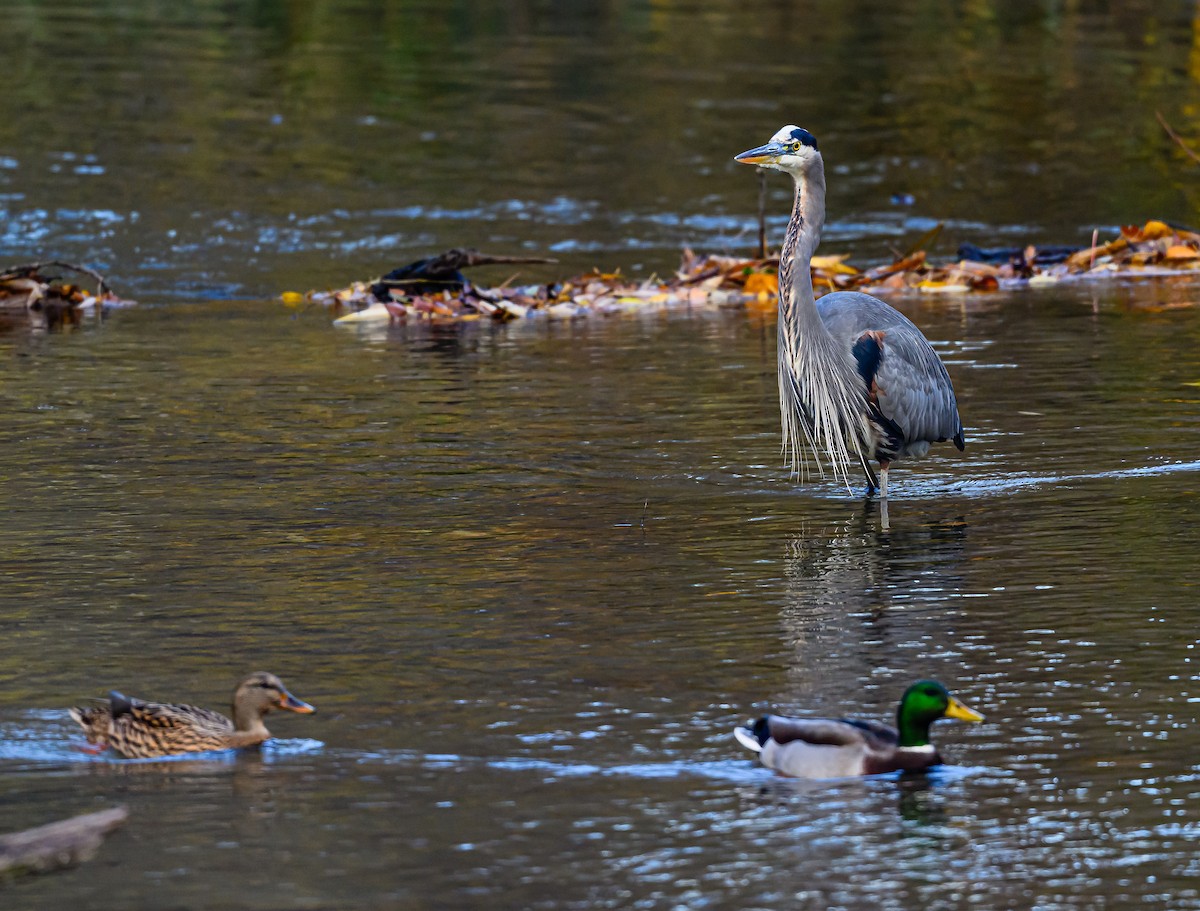 オオアオサギ - ML646703625