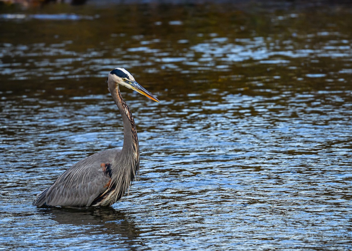 オオアオサギ - ML646703626