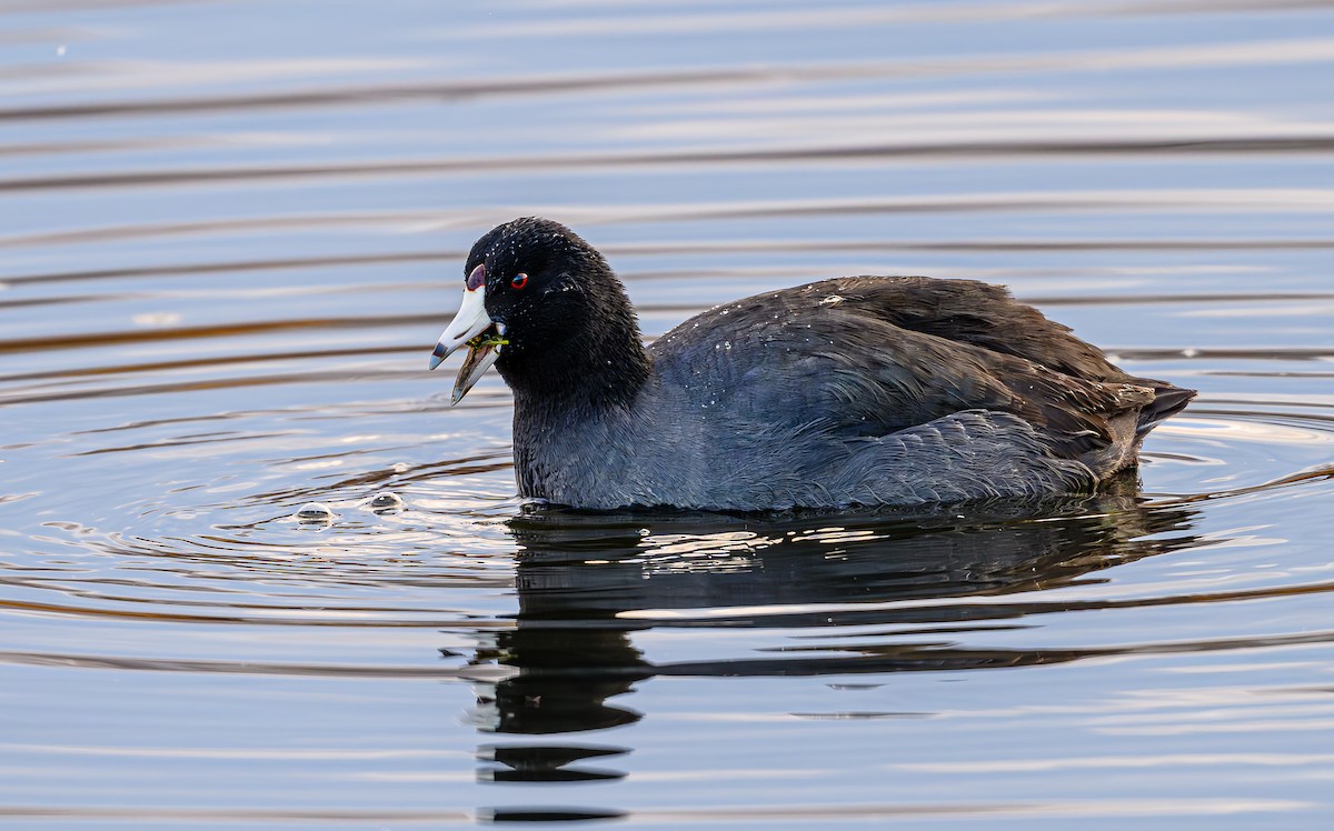 アメリカオオバン - ML646703644