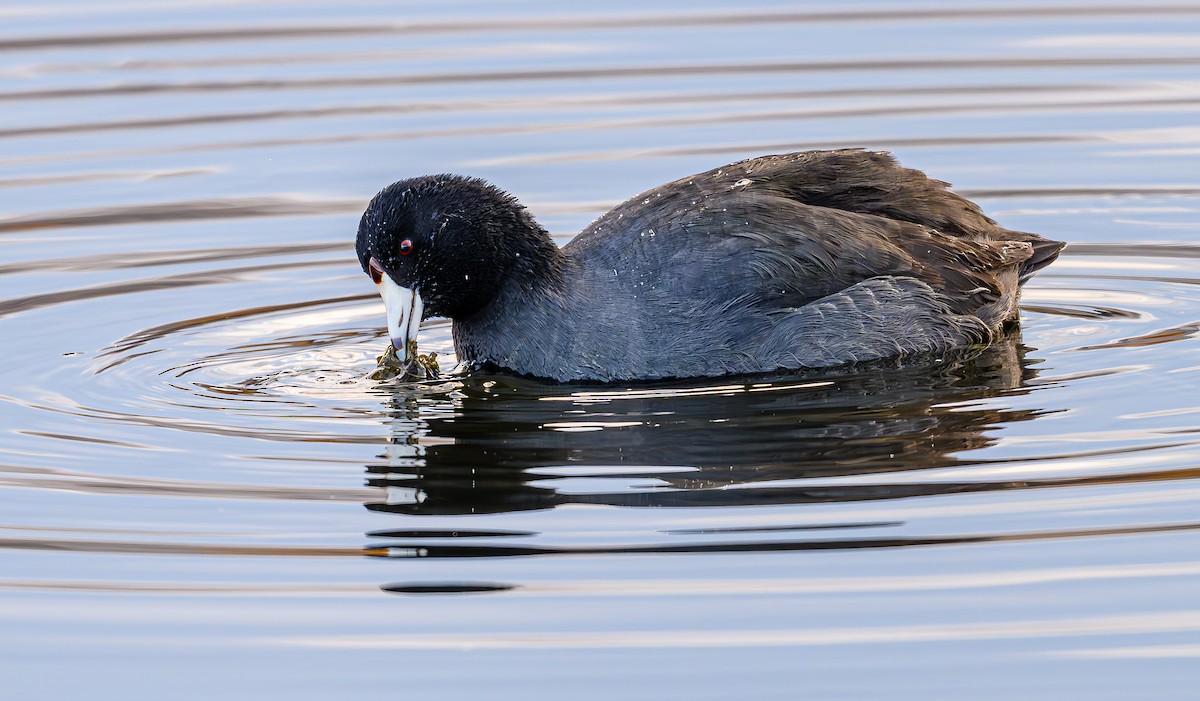 アメリカオオバン - ML646703646