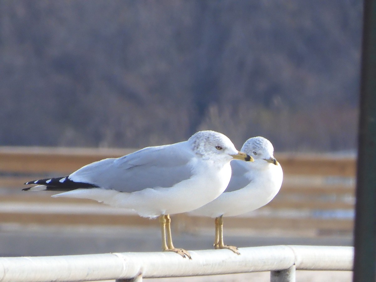 Ring-billed Gull - ML646703647