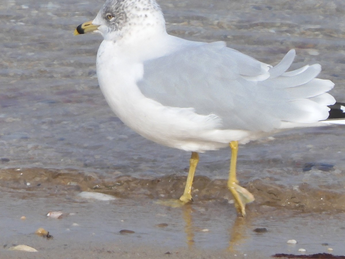 Ring-billed Gull - ML646703648