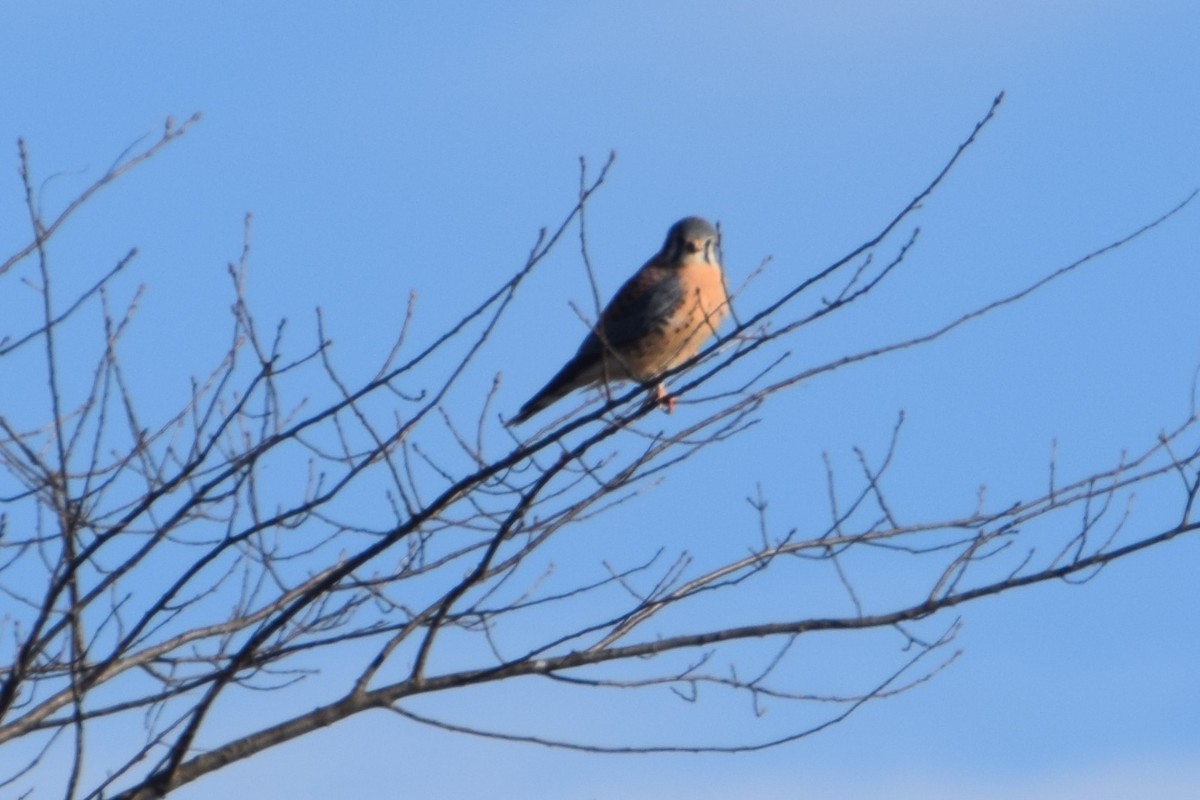 spurvefalk - ML646703649