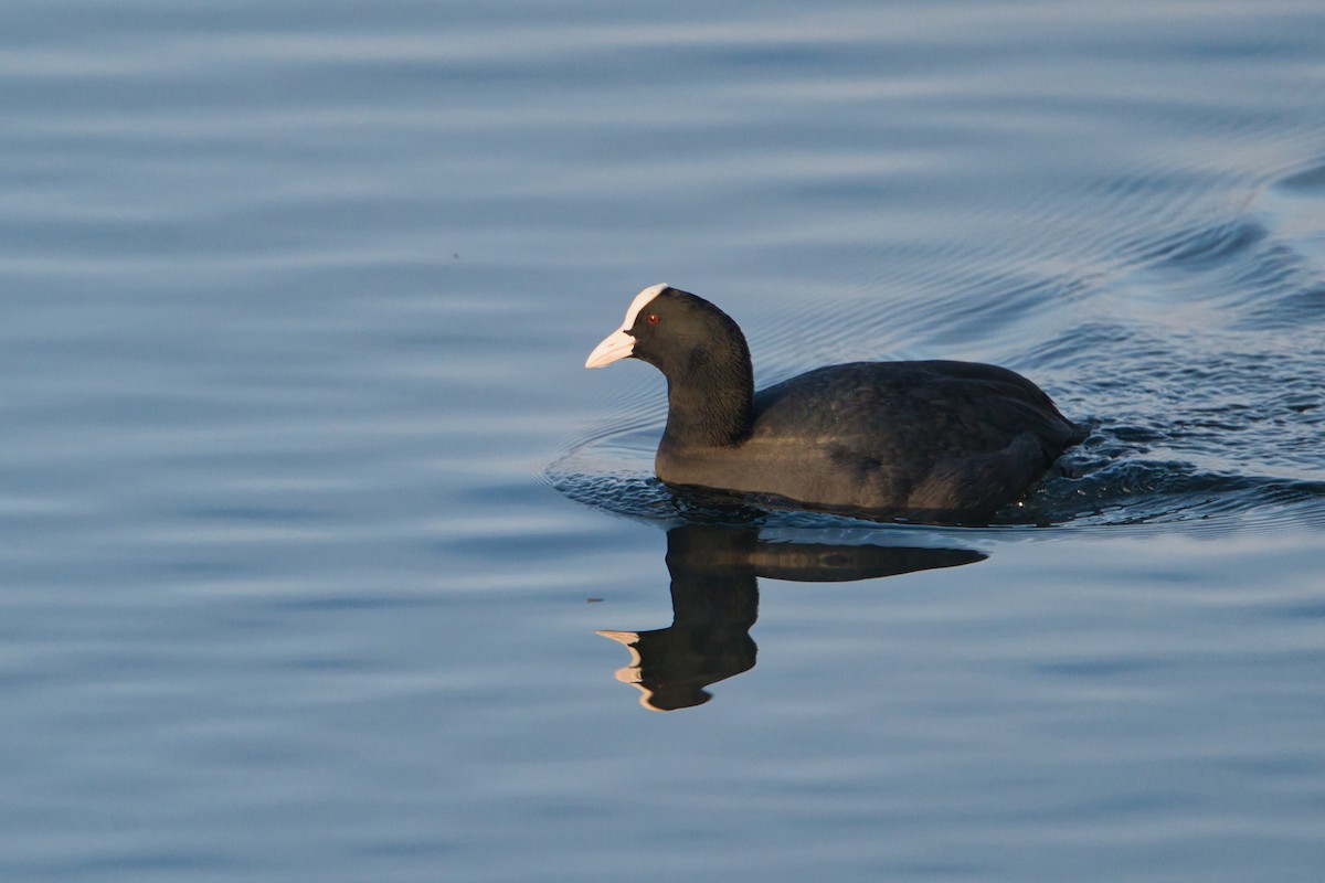 Kopetazuri arrunta - ML646703651