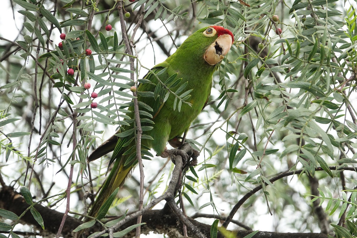 Red-masked Parakeet - ML646703655