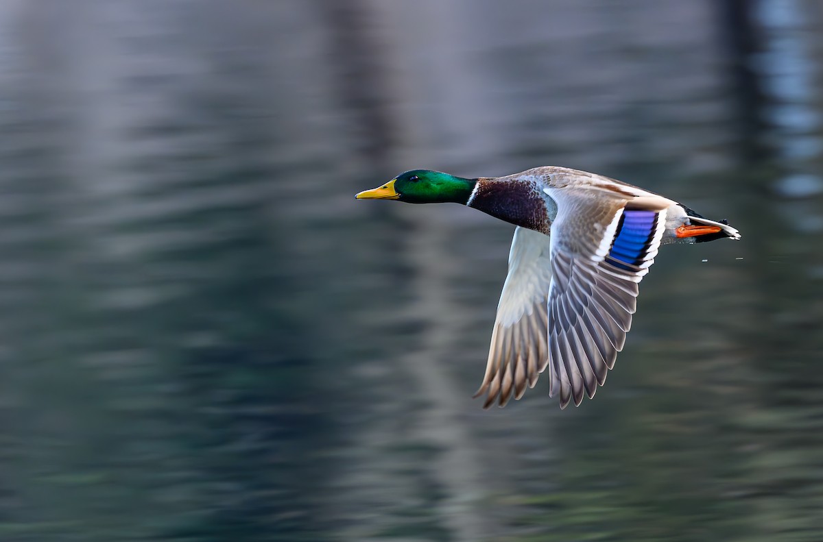 マガモ - ML646703656