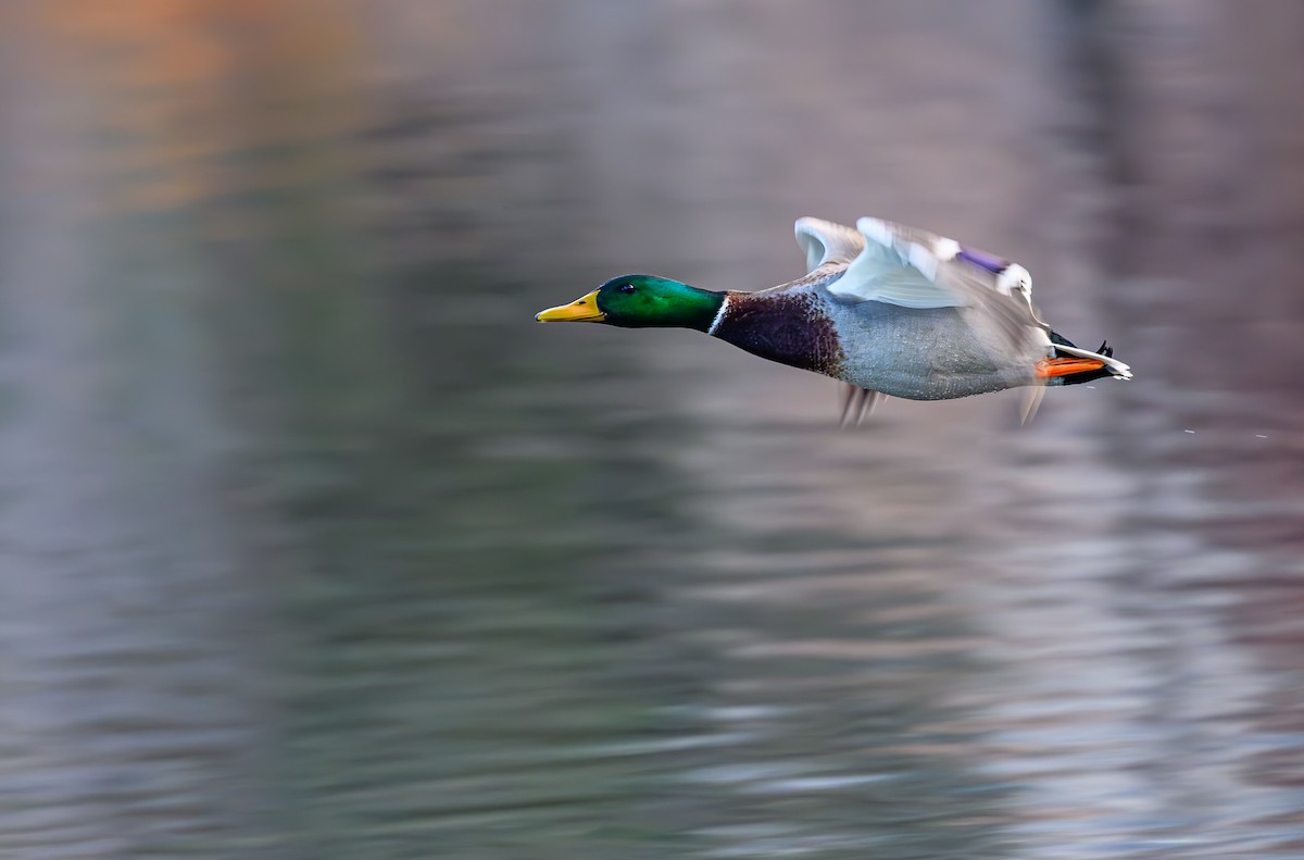 マガモ - ML646703657