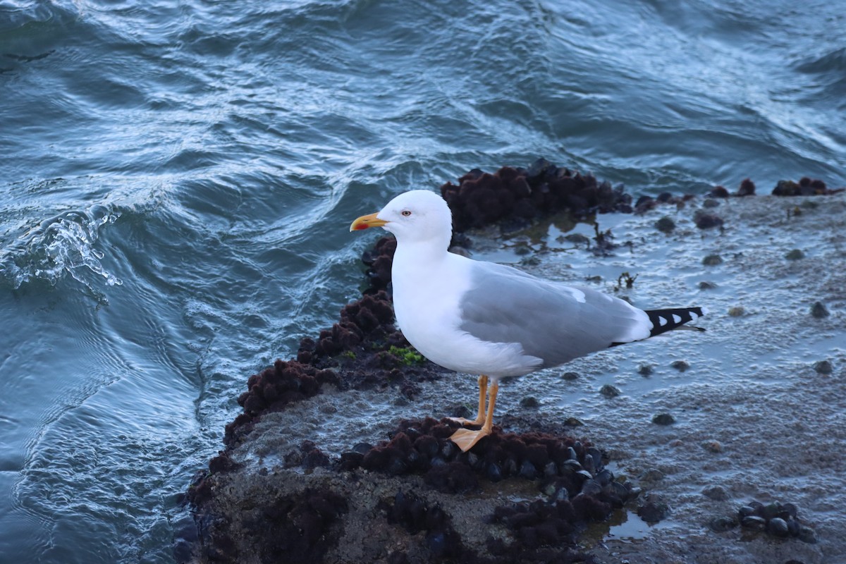 racek středomořský - ML646703660