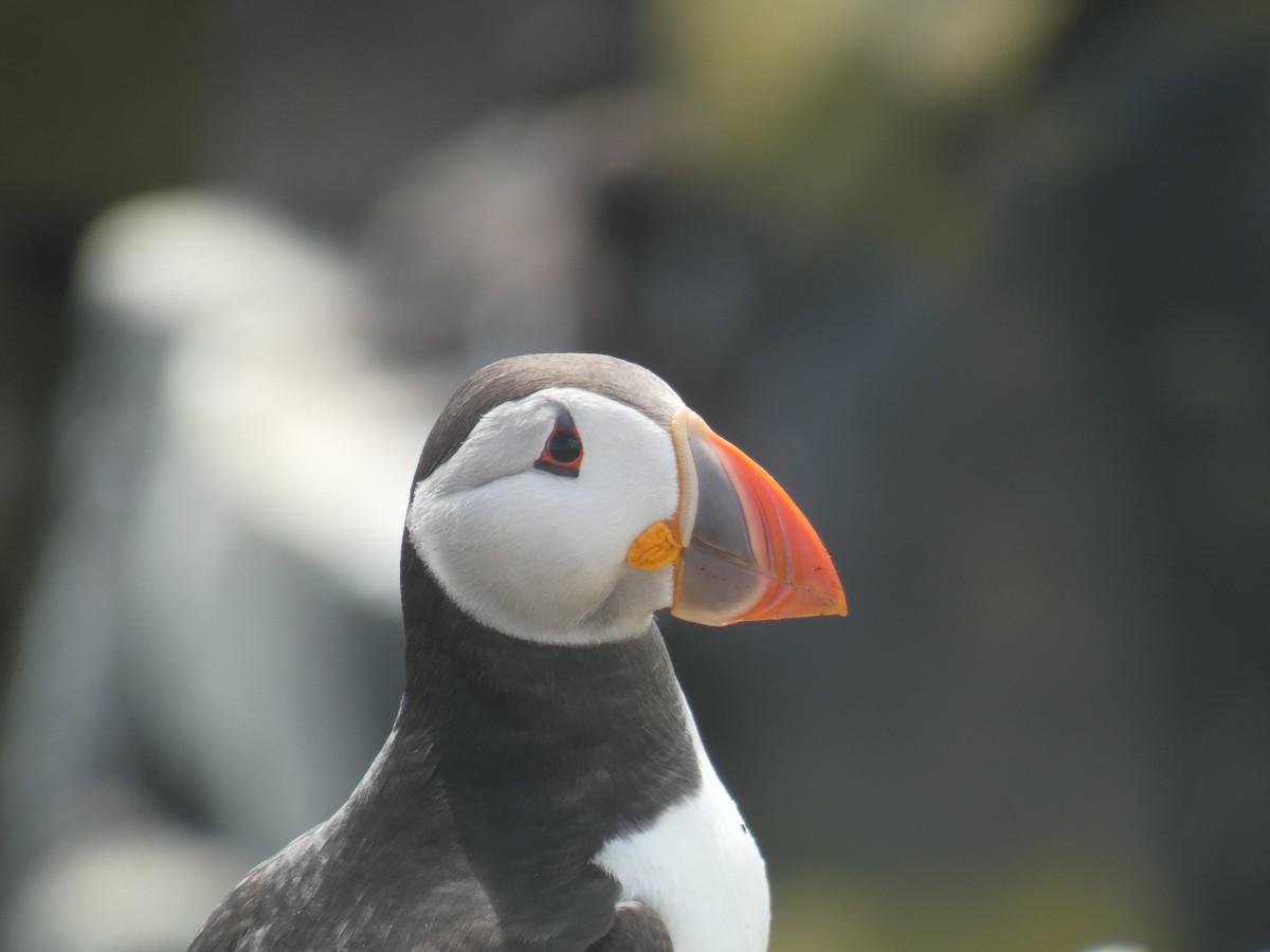 ニシツノメドリ - ML646703663