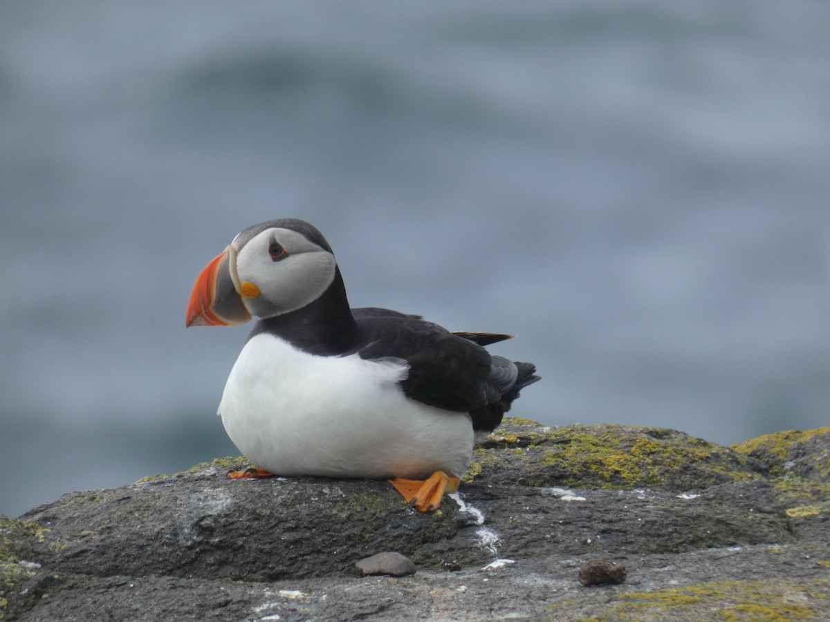 ニシツノメドリ - ML646703664