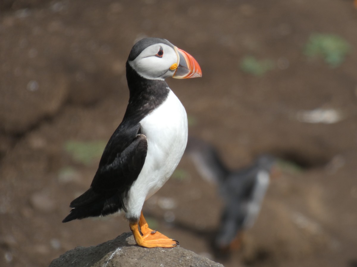 ニシツノメドリ - ML646703665