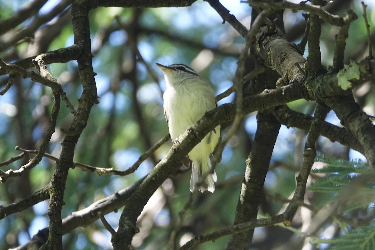Rufous-winged Tyrannulet - ML646703666