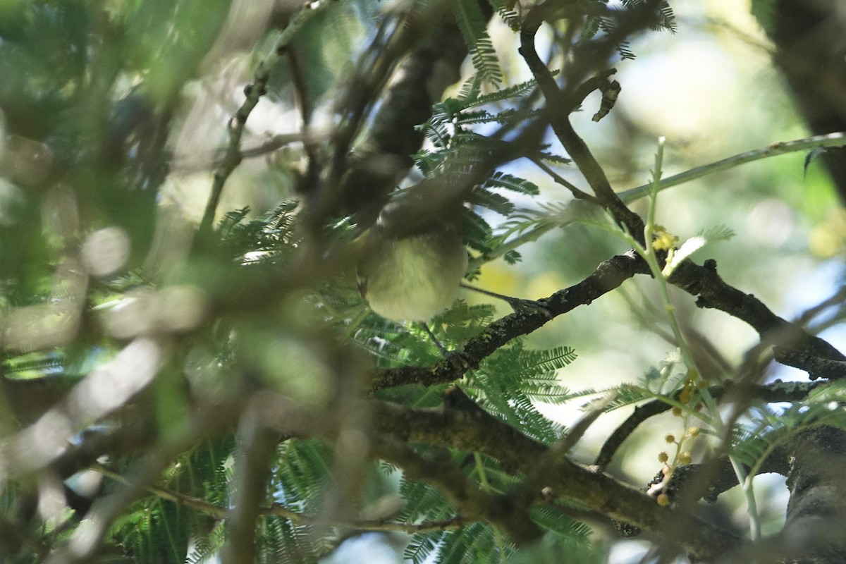 Rufous-winged Tyrannulet - ML646703667