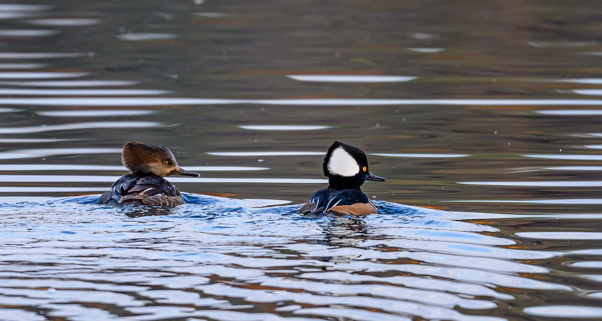 オウギアイサ - ML646703668