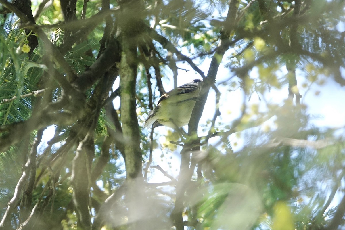 Rufous-winged Tyrannulet - ML646703669