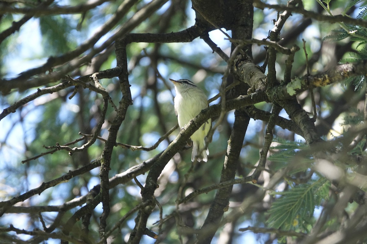 Rufous-winged Tyrannulet - ML646703670