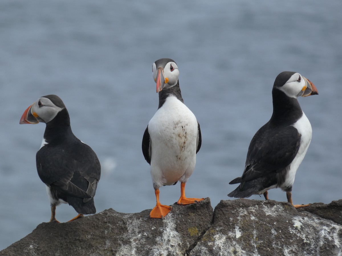 ニシツノメドリ - ML646703672