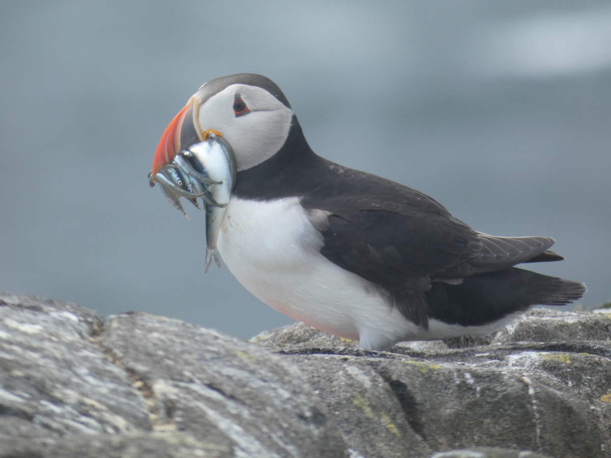 ニシツノメドリ - ML646703673