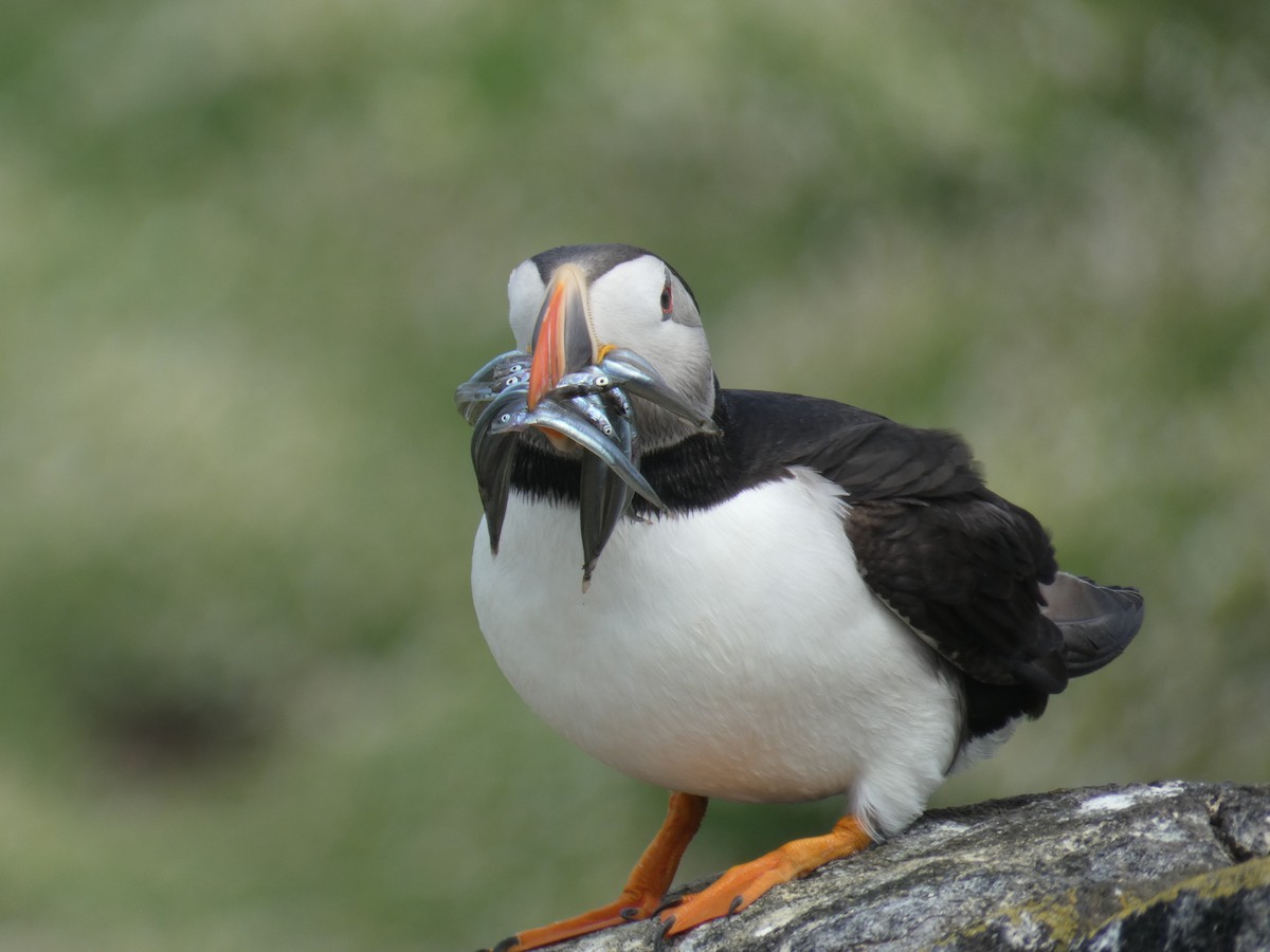 ニシツノメドリ - ML646703674