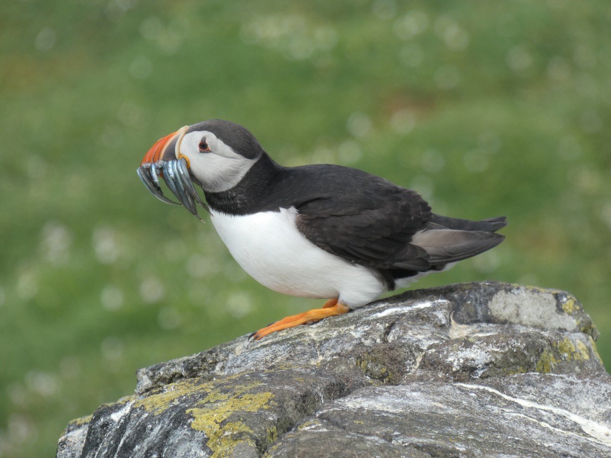Atlantic Puffin - ML646703680