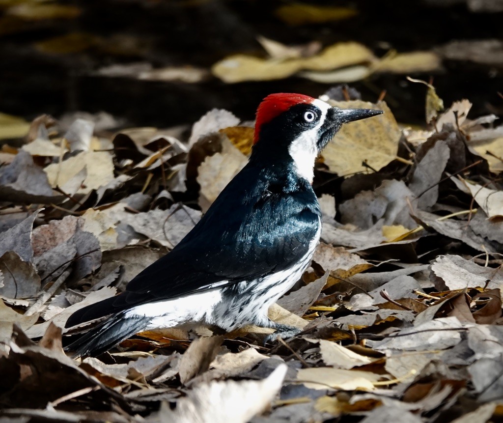 ドングリキツツキ（formicivorus グループ） - ML646703683