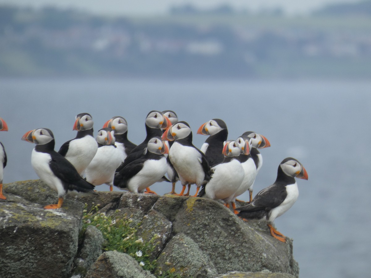 Atlantic Puffin - ML646703685