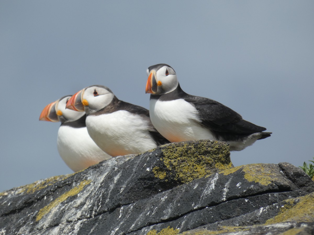 Atlantic Puffin - ML646703686