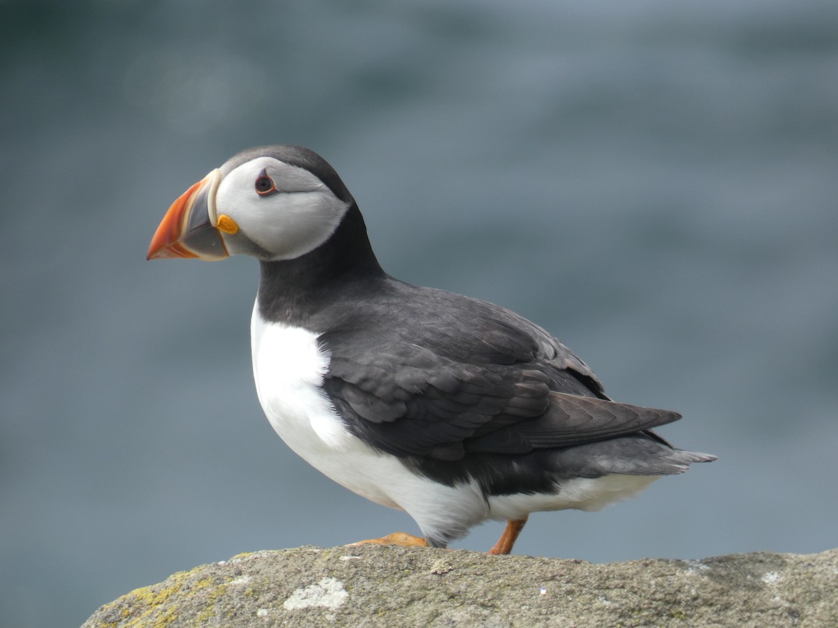 Atlantic Puffin - ML646703687