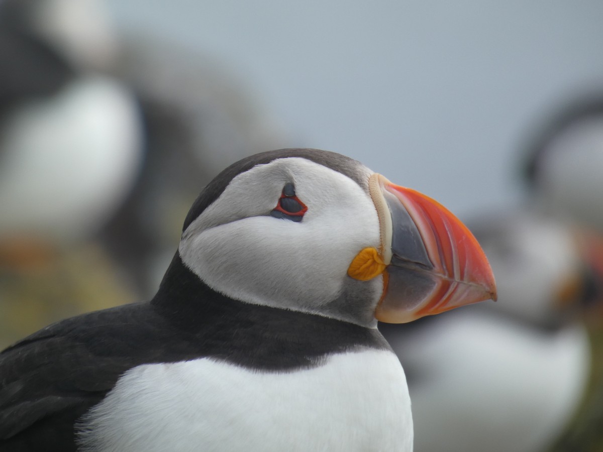 Atlantic Puffin - ML646703688