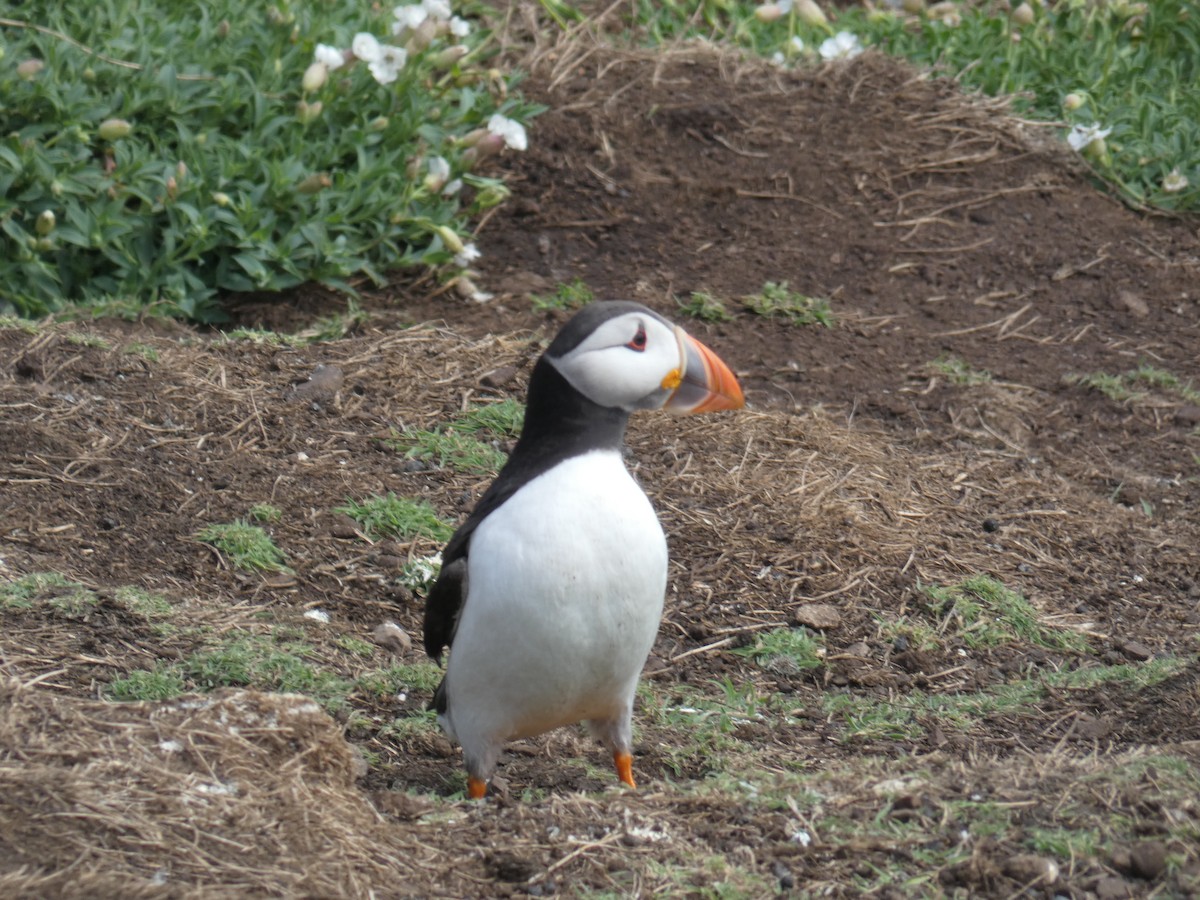 Atlantic Puffin - ML646703689