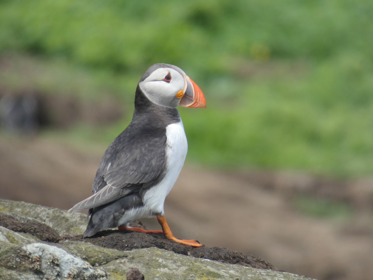 Atlantic Puffin - ML646703690