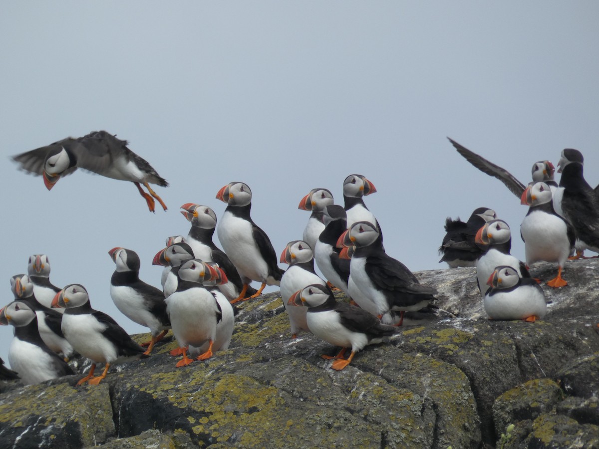 Atlantic Puffin - ML646703691
