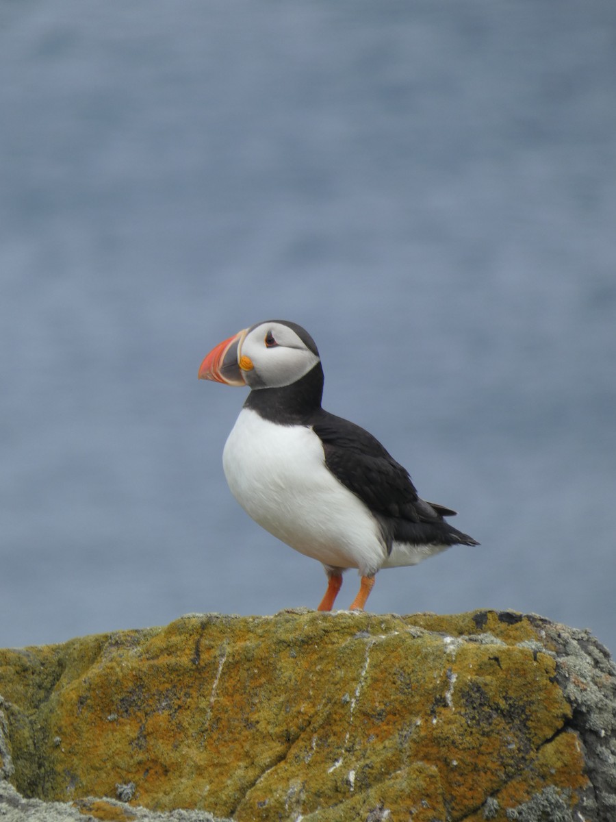 Atlantic Puffin - ML646703692