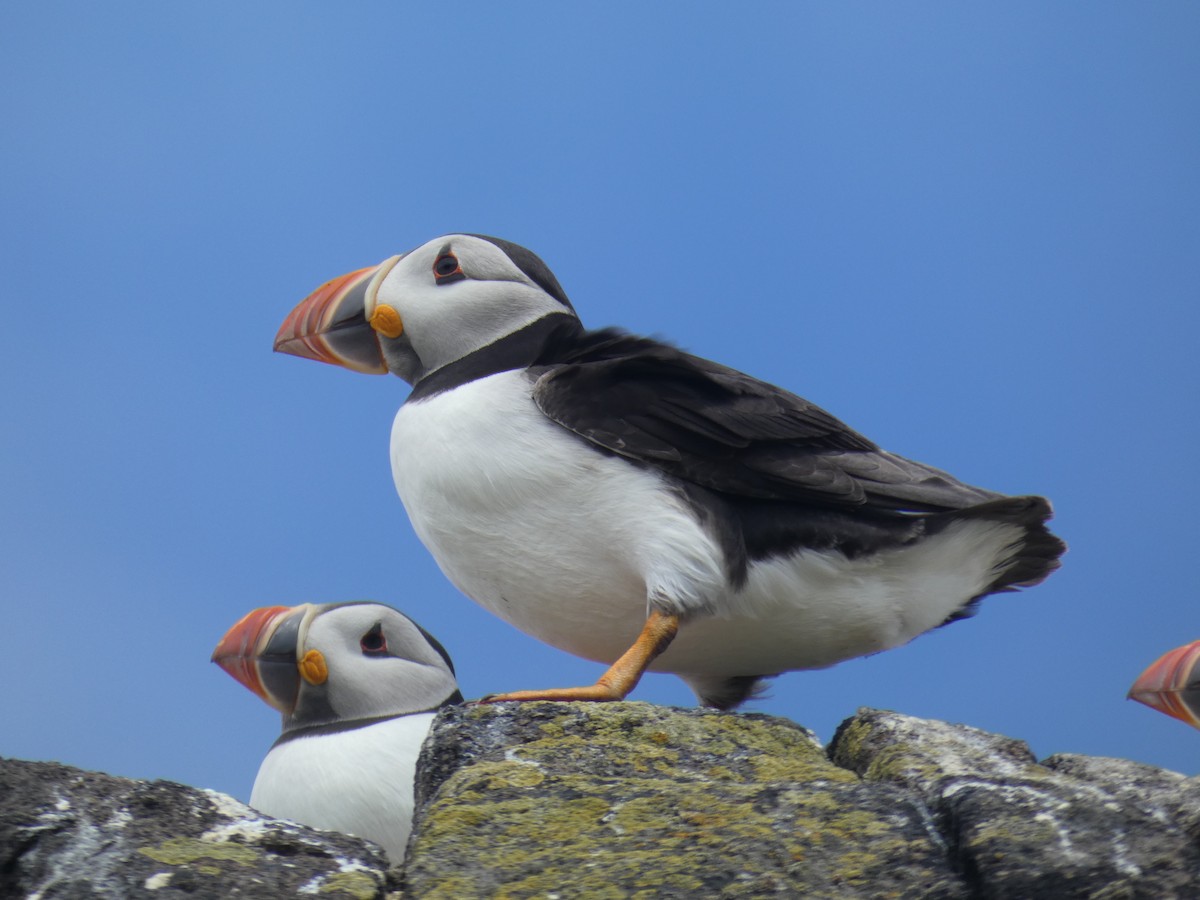 Atlantic Puffin - ML646703693