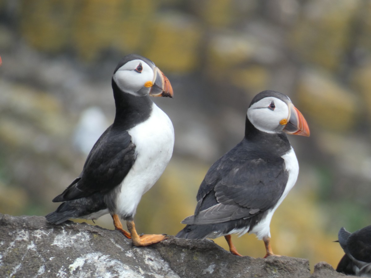 Atlantic Puffin - ML646703694