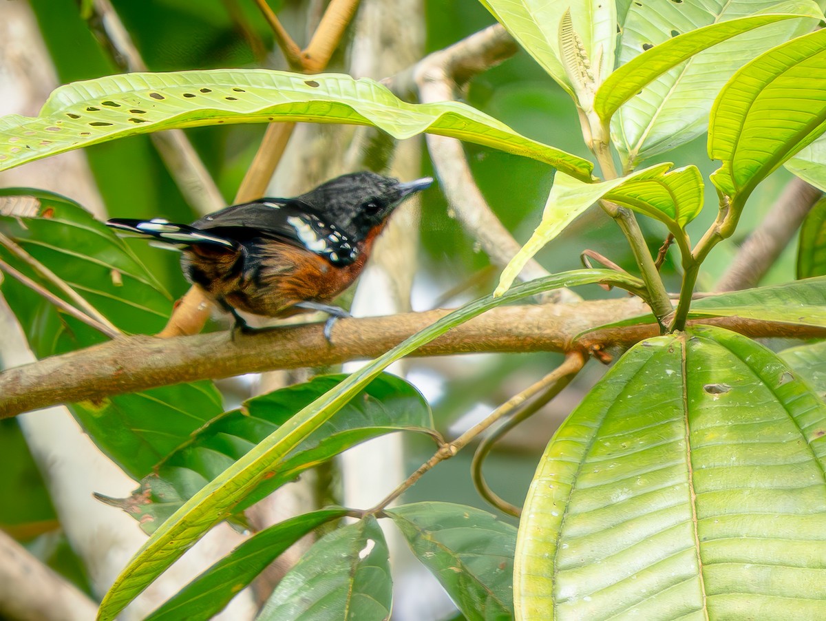 Dot-winged Antwren - ML646703704