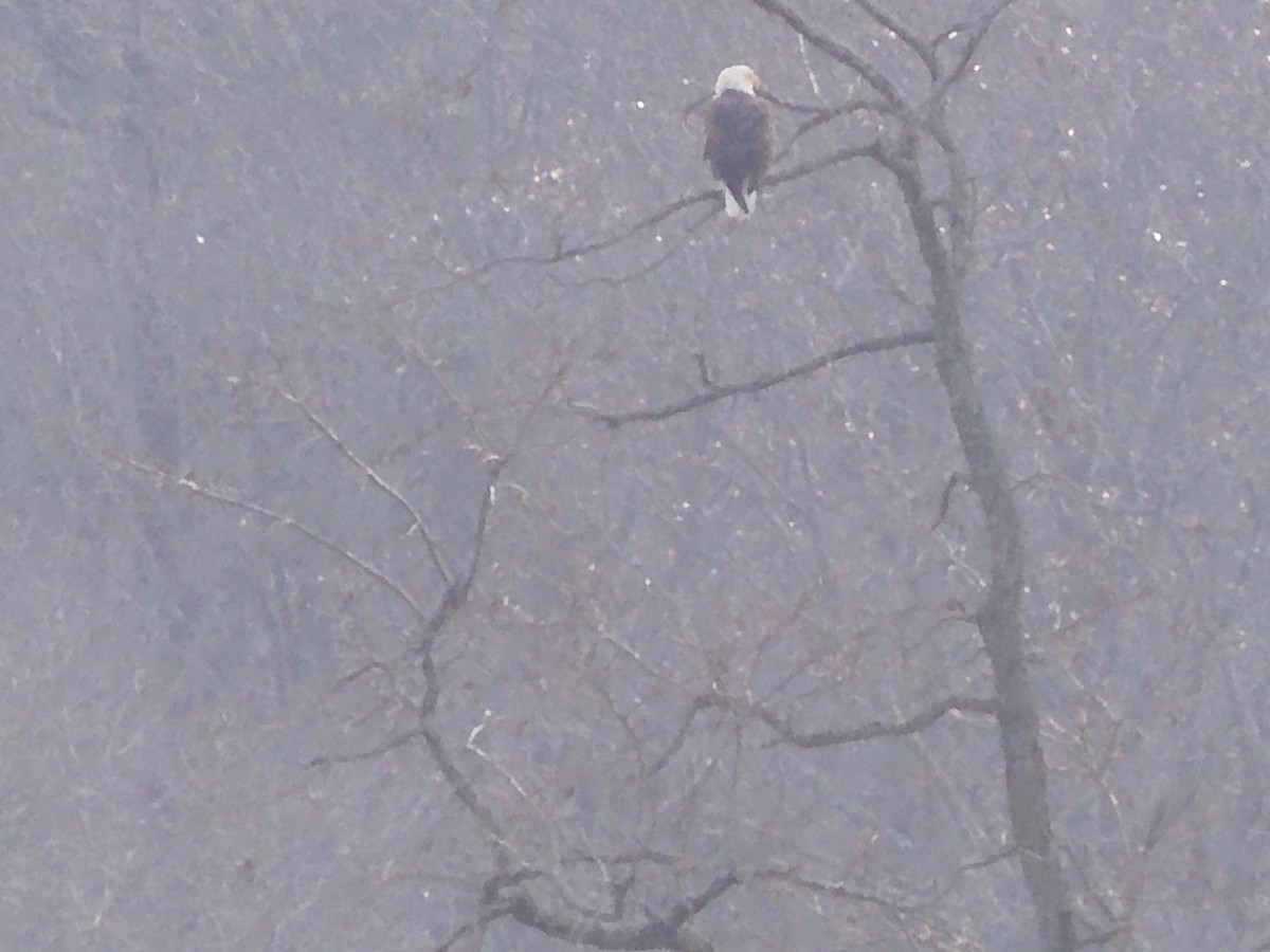 Bald Eagle - ML646703707