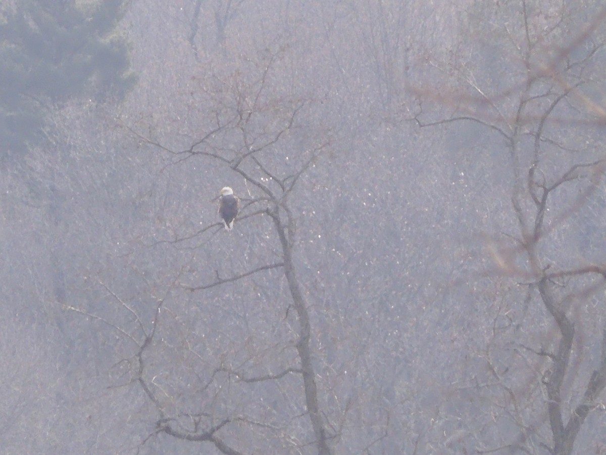 Bald Eagle - ML646703708