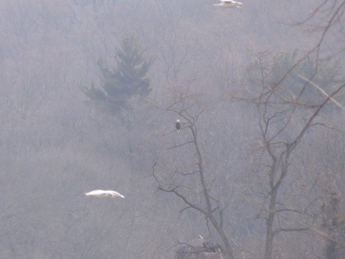 Bald Eagle - ML646703709