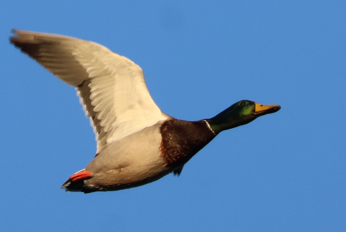 マガモ - ML646703716