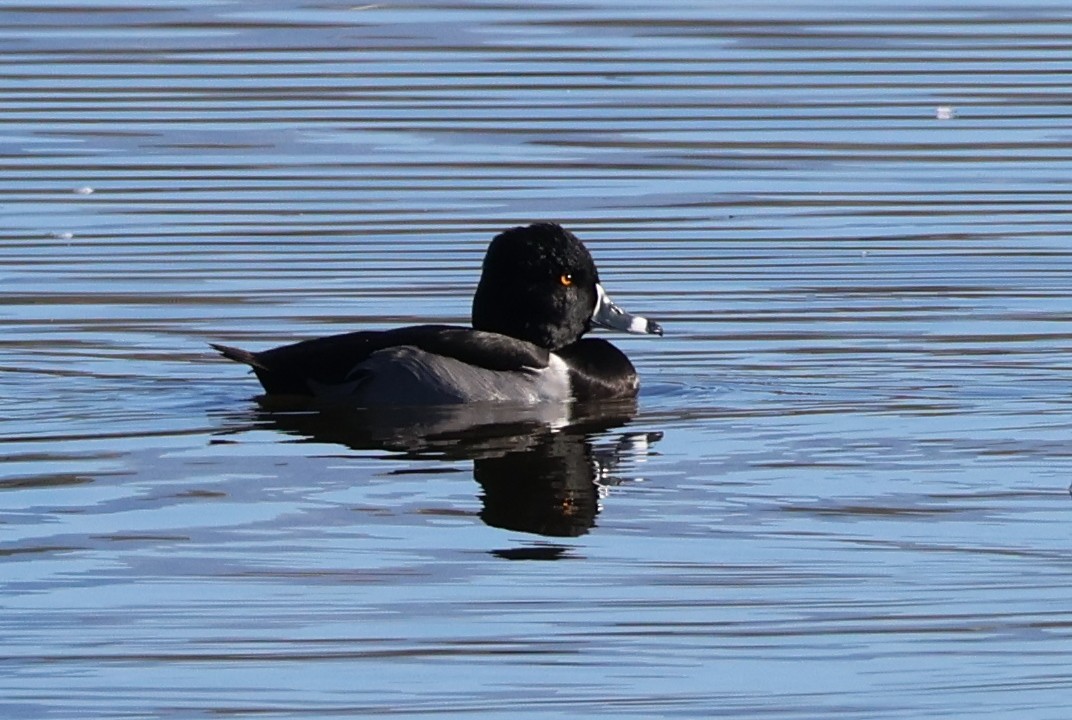 クビワキンクロ - ML646703720